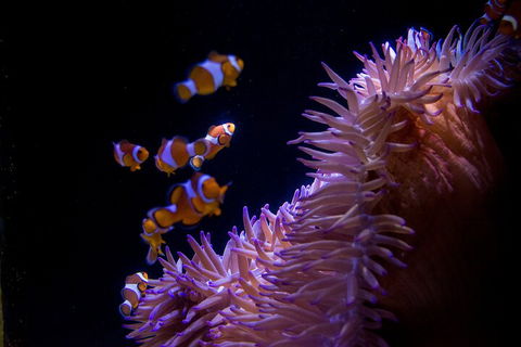 SEA LIFE Sunshine Coast Aquarium Entrance Ticket - Accommodation Daintree 5