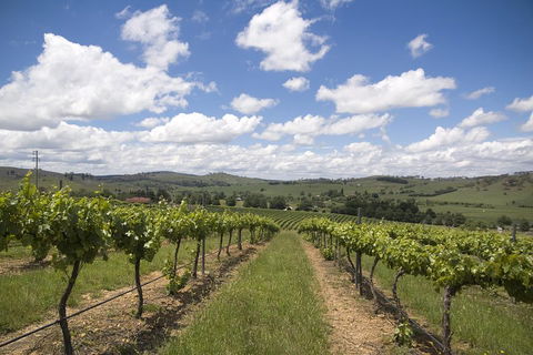 Hunter Valley Wine Tour From Sydney Incl Lunch, Cheese, Chocolate And Distillery - Accommodation Daintree 0