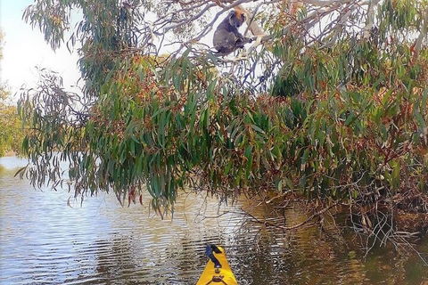 Kangaroo Island Self-Guided Kayaking On The Harriet River - Accommodation Daintree 4