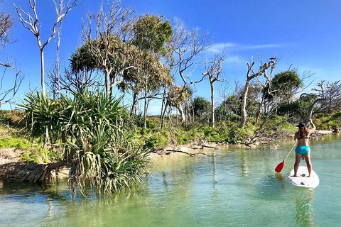 Golden Beach 1-Hour Stand-Up Paddleboard Hire On The Sunshine Coast - Accommodation Daintree 5