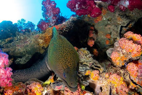 Scuba Dive The S.S. Yongala Wreck On The Great Barrier Reef. - Accommodation Daintree 1