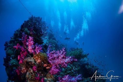 Scuba Dive The S.S. Yongala Wreck On The Great Barrier Reef. - Accommodation Daintree 2