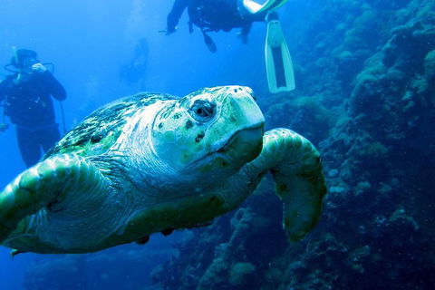 Scuba Dive The S.S. Yongala Wreck On The Great Barrier Reef. - Accommodation Daintree 5