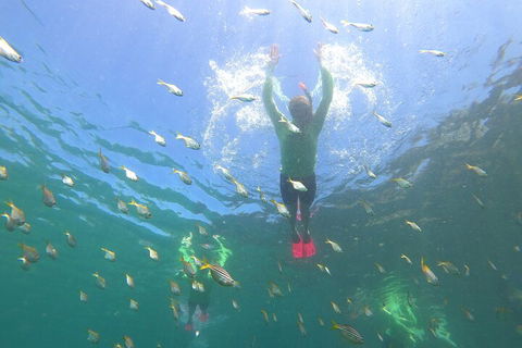 Manly Snorkel Trip And Nature Walk With Local Guide - Accommodation Daintree 0