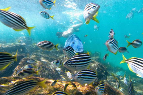 Manly Snorkel Trip And Nature Walk With Local Guide - Accommodation Daintree 2