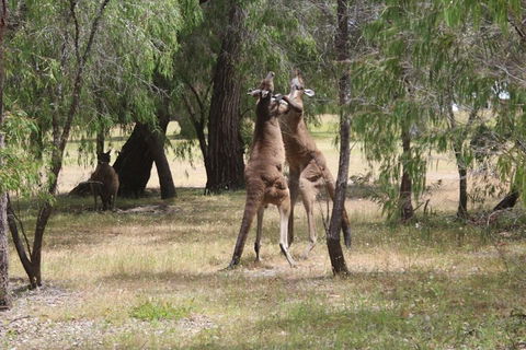 Margaret River Coastal And Wildlife Eco Trip From Busselton Or Dunsborough - Accommodation Daintree 1